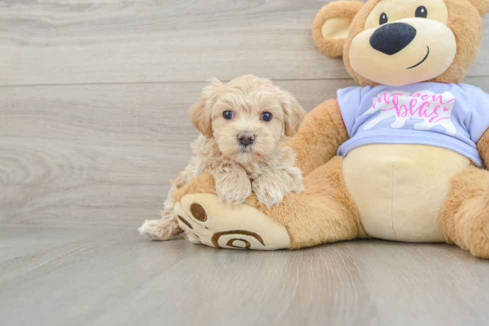 Maltipoo Pup Being Cute