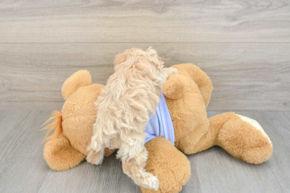 Playful Malt a Poo Poodle Mix Puppy