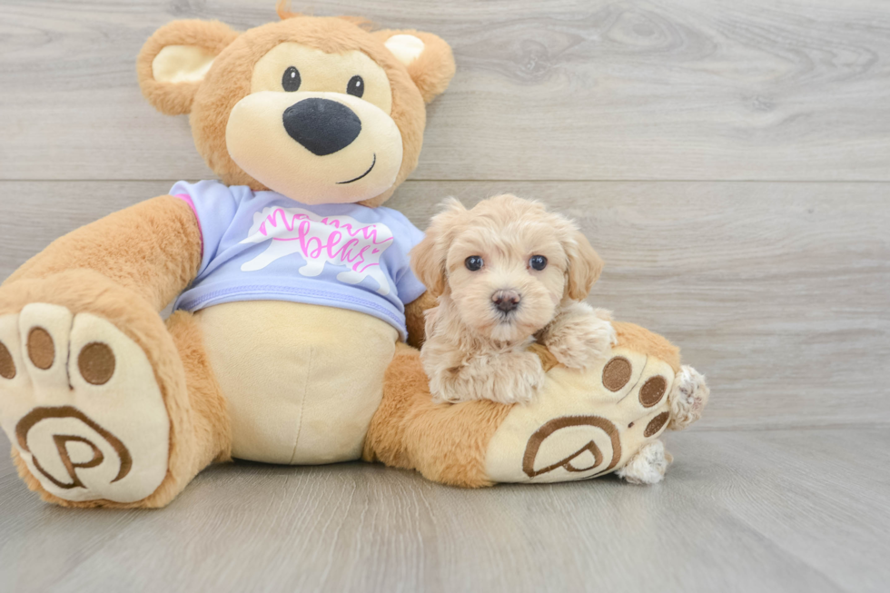 Maltipoo Puppy for Adoption