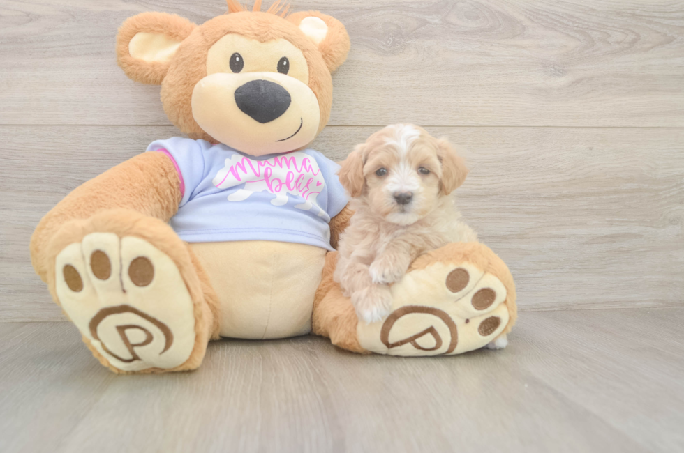 5 week old Maltipoo Puppy For Sale - Simply Southern Pups