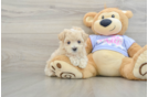 Happy Maltipoo Baby