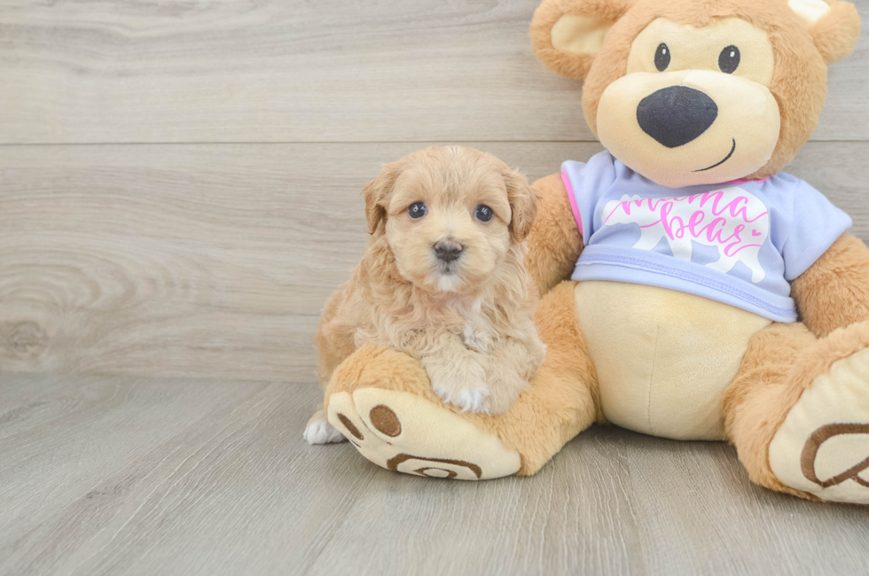 6 week old Maltipoo Puppy For Sale - Simply Southern Pups