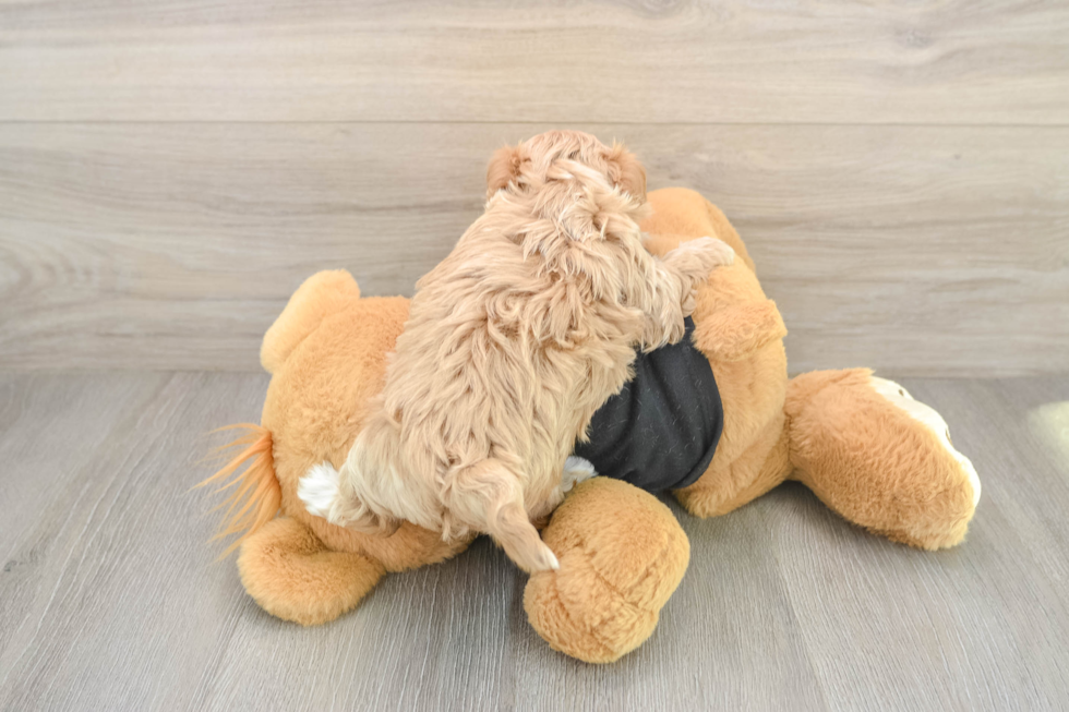 Funny Maltipoo Poodle Mix Pup