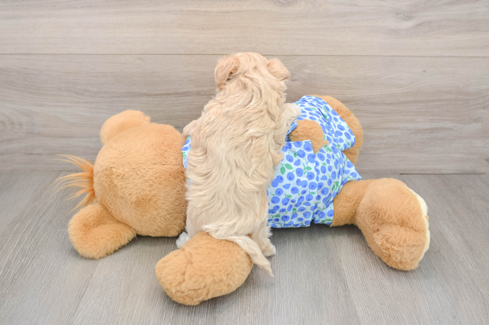 Funny Maltipoo Poodle Mix Pup