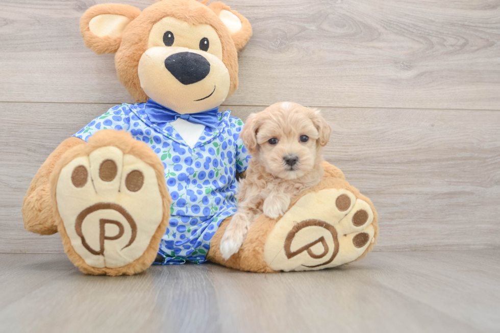 Funny Maltipoo Poodle Mix Pup