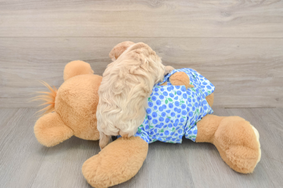 Maltipoo Puppy for Adoption