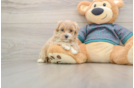 Maltipoo Pup Being Cute