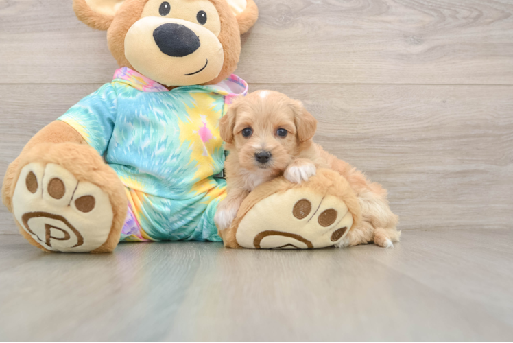 Maltipoo Pup Being Cute