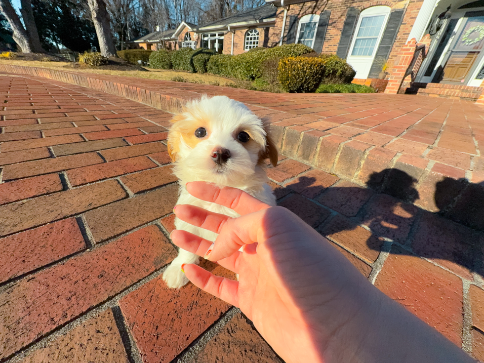 Cute Malt a Poo Poodle Mix Puppy