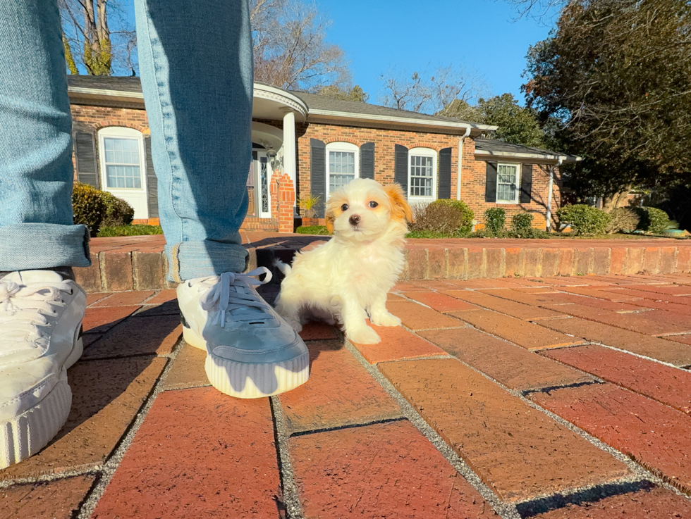 Maltipoo Pup Being Cute