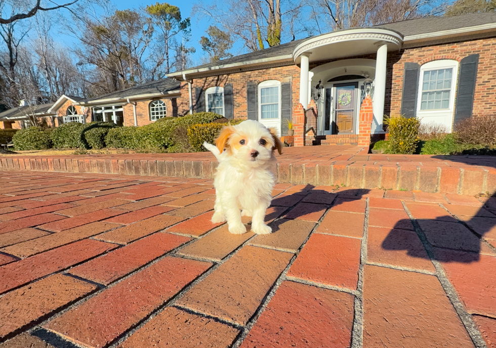 Cute Malt a Poo Poodle Mix Puppy