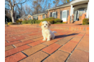 Maltipoo Puppy for Adoption