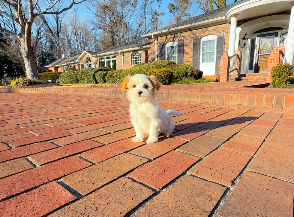 Maltipoo Puppy for Adoption