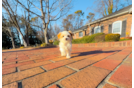 Cute Malt a Poo Poodle Mix Puppy