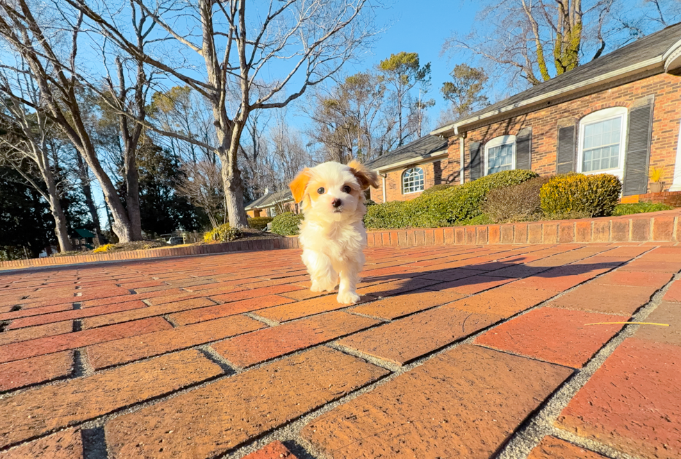 Cute Malt a Poo Poodle Mix Puppy