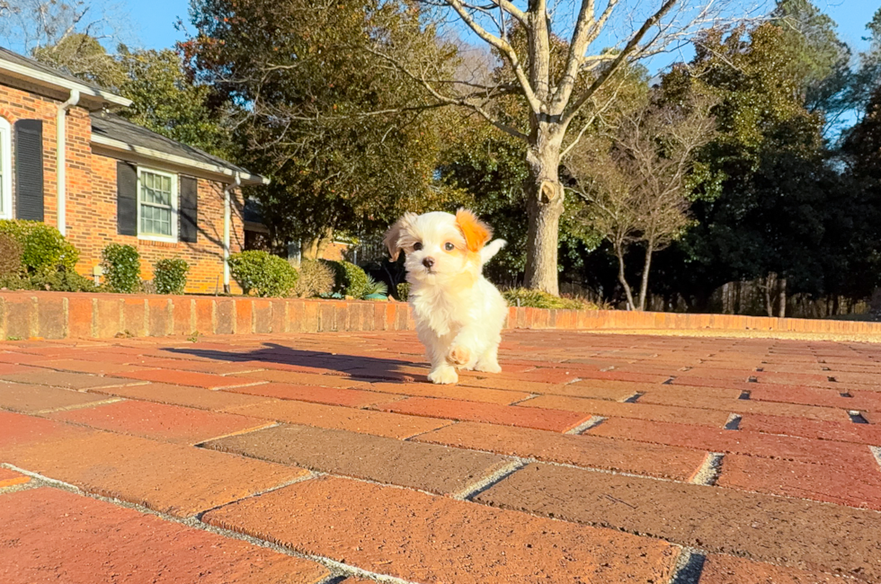 Cute Maltipoo Poodle Mix Pup