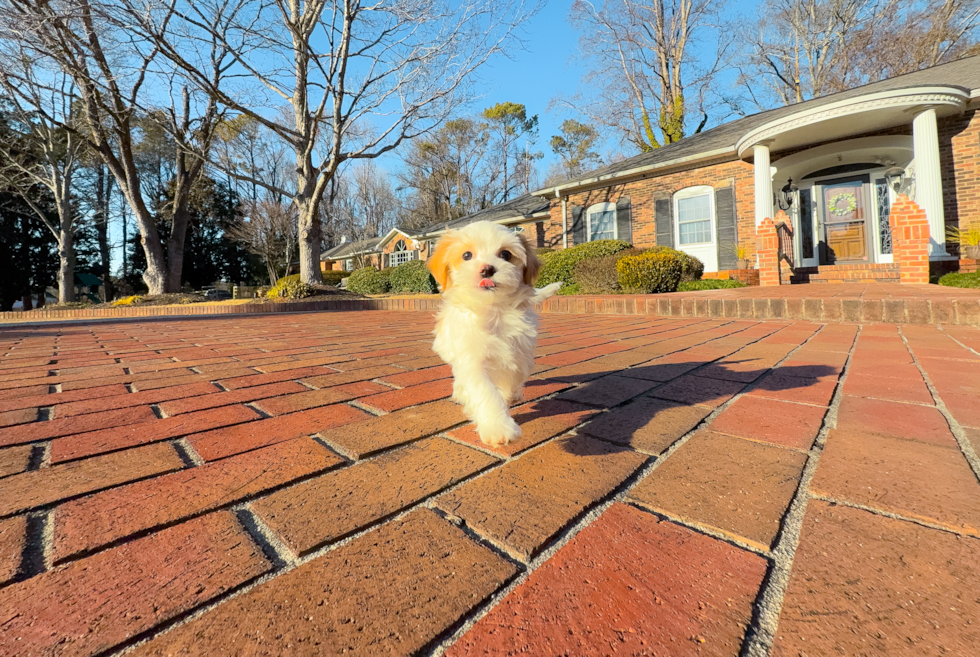 Maltipoo Pup Being Cute