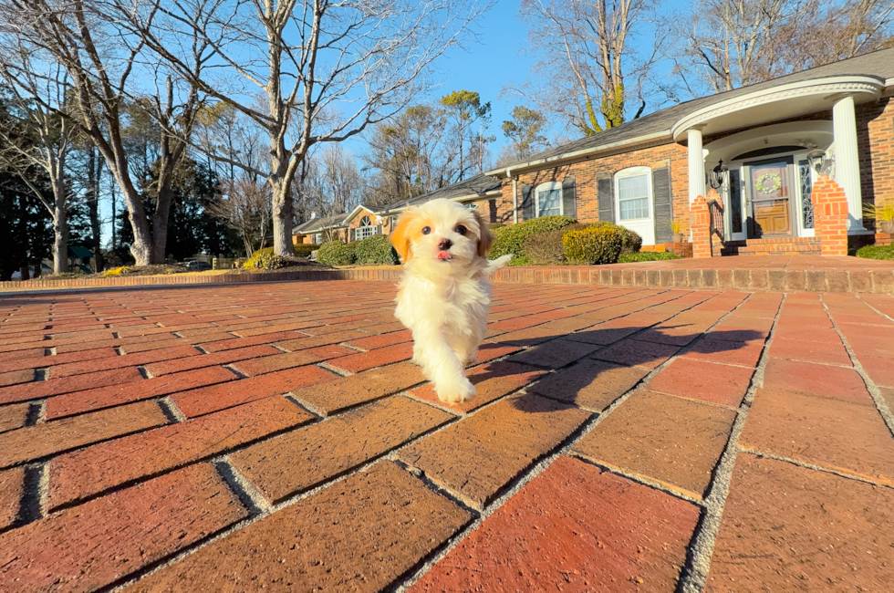 10 week old Maltipoo Puppy For Sale - Simply Southern Pups