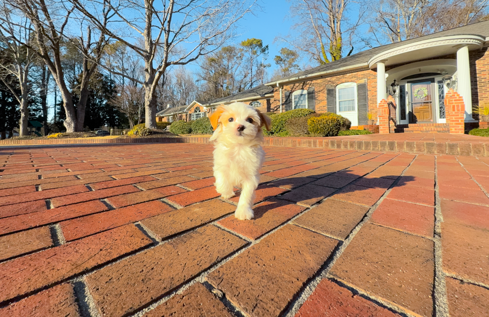 Maltipoo Puppy for Adoption