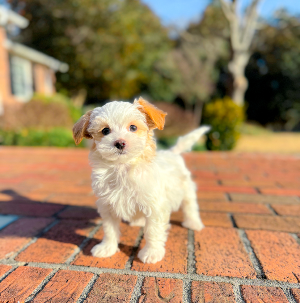 Best Maltipoo Baby