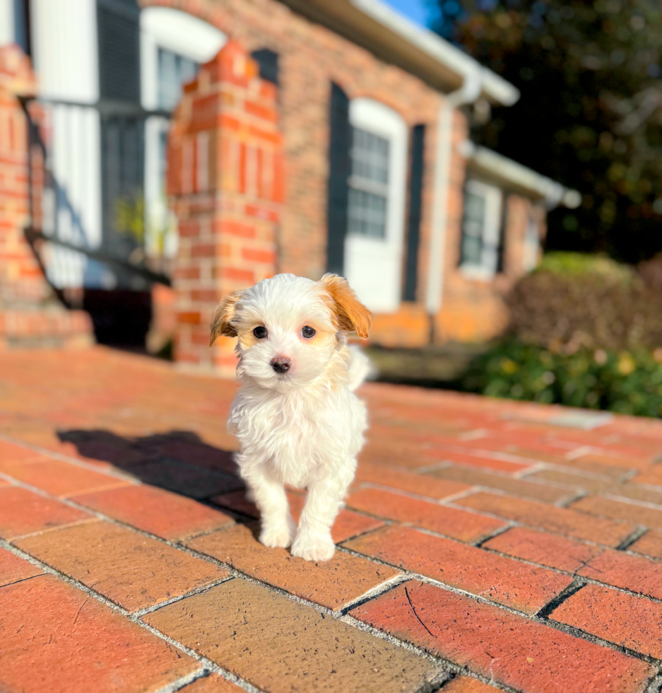 Cute Malt a Poo Poodle Mix Puppy