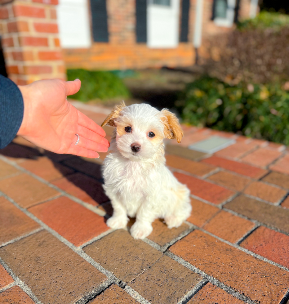 Cute Maltipoo Baby