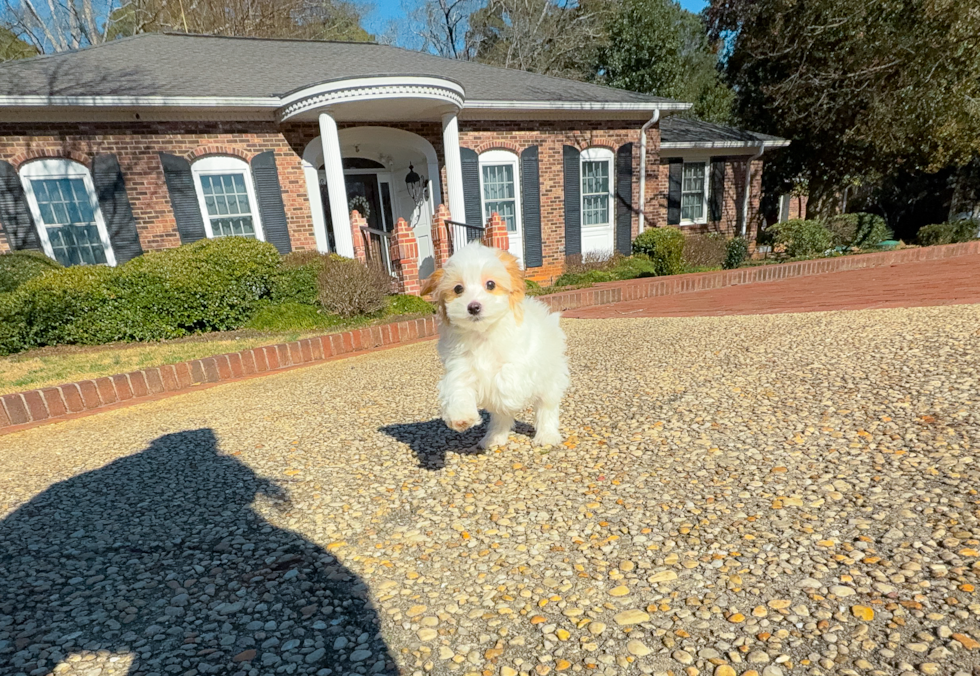 Maltipoo Puppy for Adoption