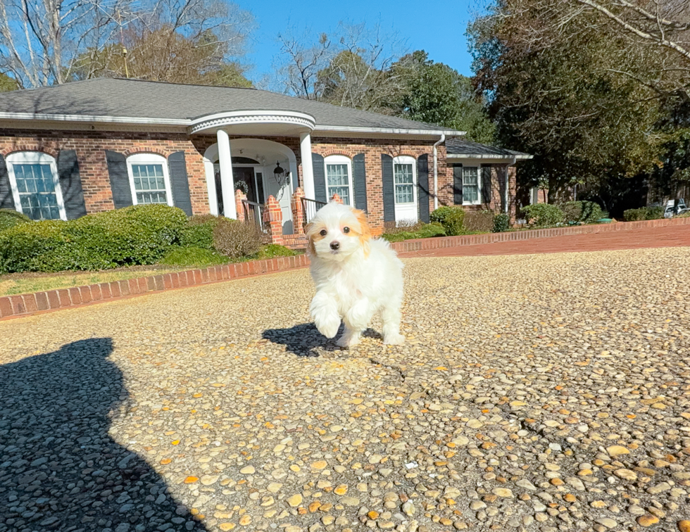 Best Maltipoo Baby