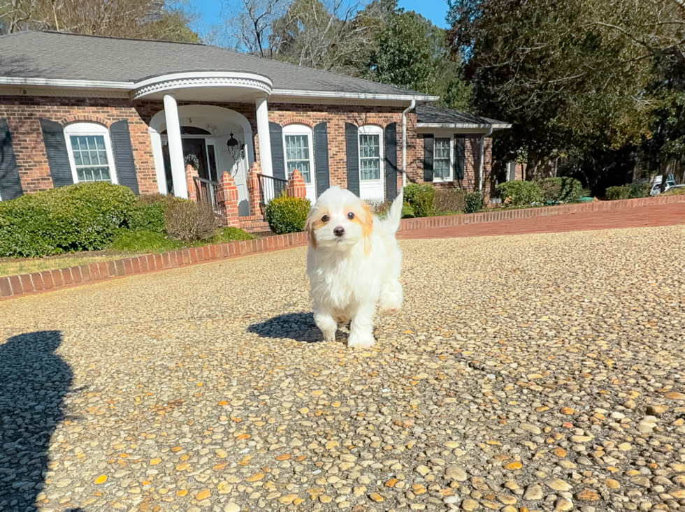 Maltipoo Pup Being Cute