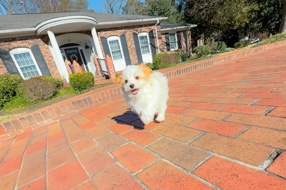 13 week old Maltipoo Puppy For Sale - Simply Southern Pups