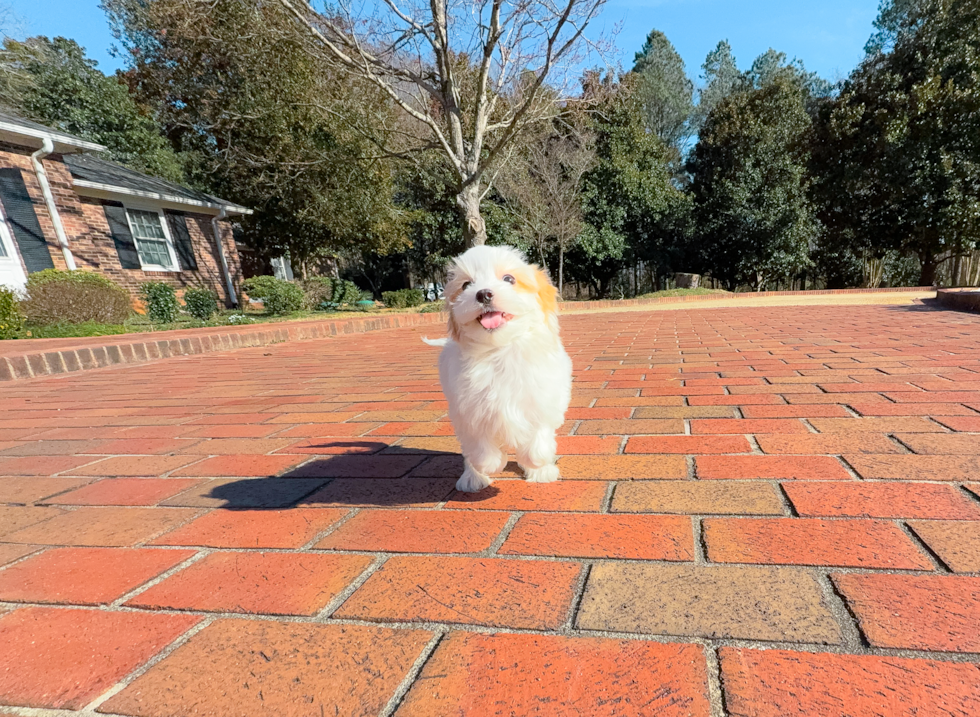 Maltipoo Puppy for Adoption