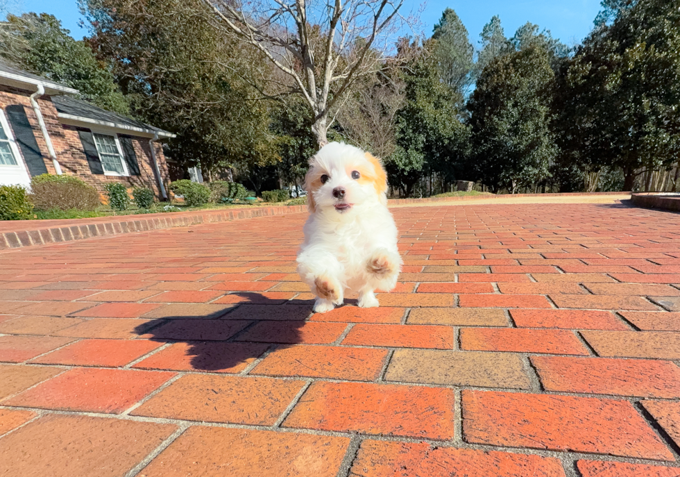 Best Maltipoo Baby