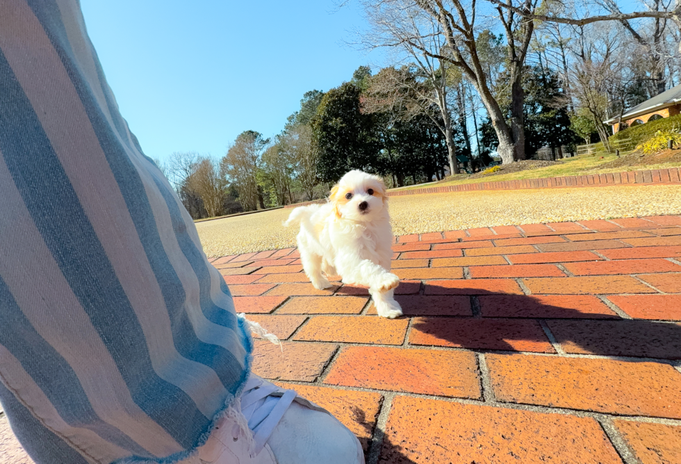 Cute Maltipoo Poodle Mix Pup