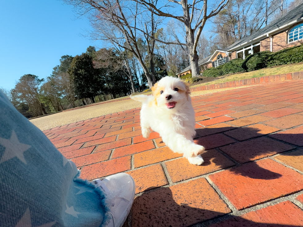 Maltipoo Pup Being Cute