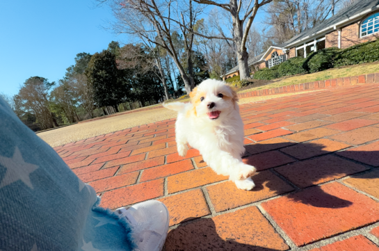 Maltipoo Pup Being Cute