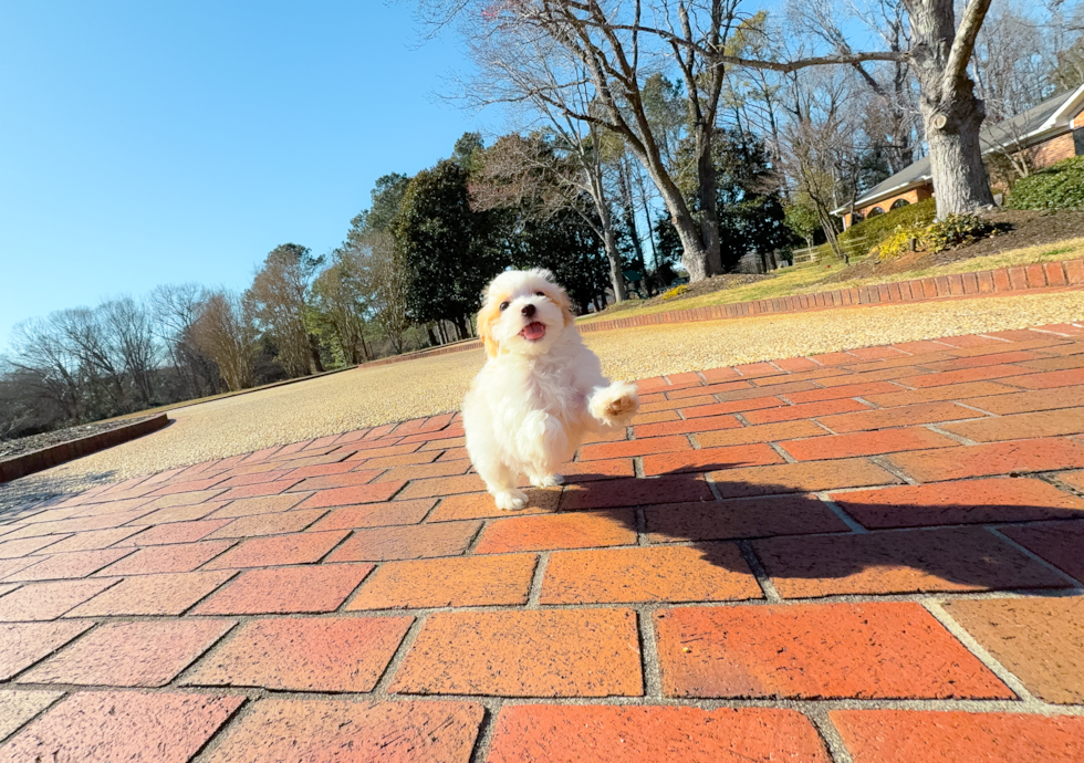 Cute Maltipoo Baby