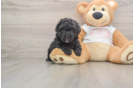 Petite Maltipoo Poodle Mix Pup