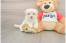 Maltipoo Pup Being Cute