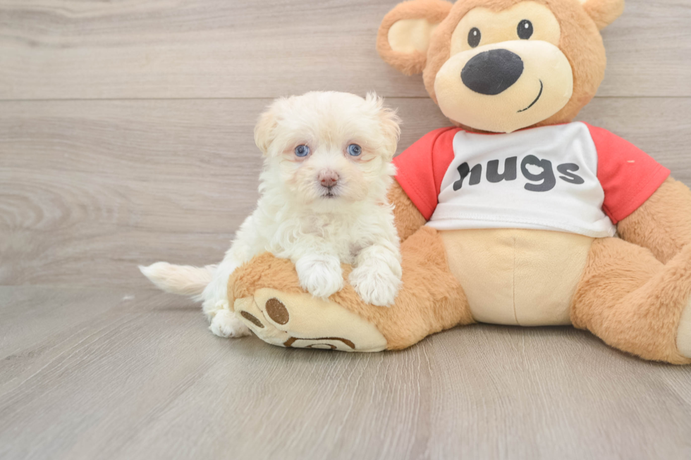 Maltipoo Pup Being Cute