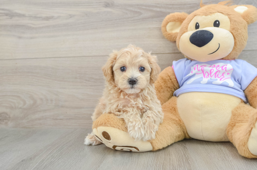 6 week old Maltipoo Puppy For Sale - Simply Southern Pups