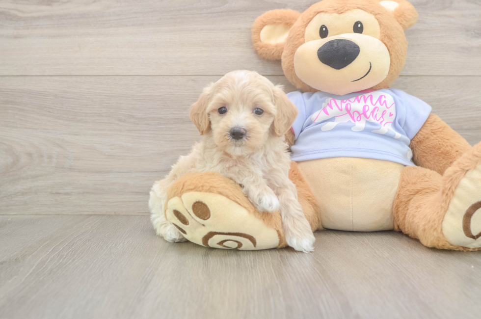 5 week old Maltipoo Puppy For Sale - Simply Southern Pups