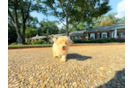Best Maltipoo Baby