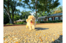 Cute Maltipoo Baby