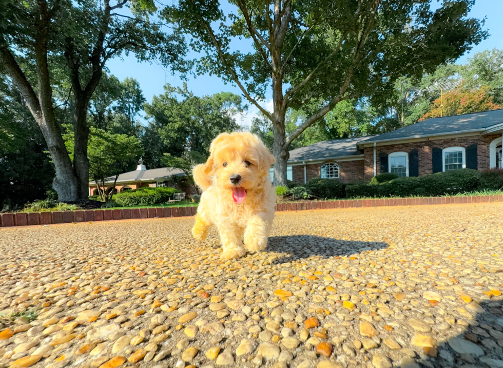 Cute Maltipoo Baby