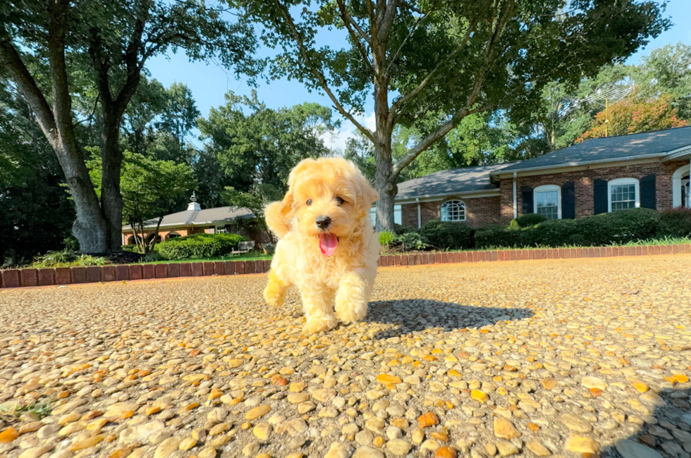8 week old Maltipoo Puppy For Sale - Simply Southern Pups