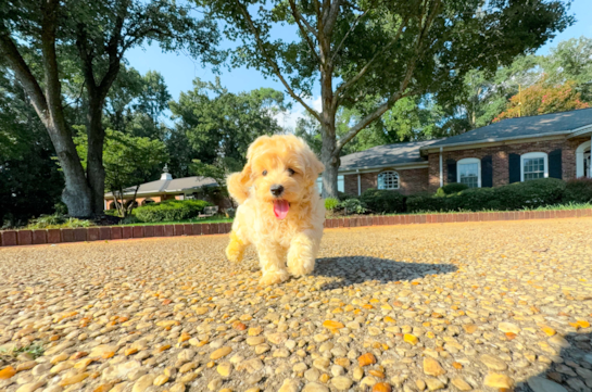 Cute Maltipoo Baby
