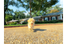 Maltipoo Puppy for Adoption