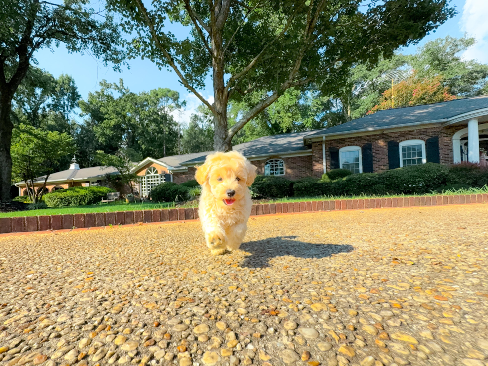 Maltipoo Puppy for Adoption