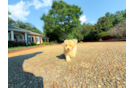 Cute Malt a Poo Poodle Mix Puppy