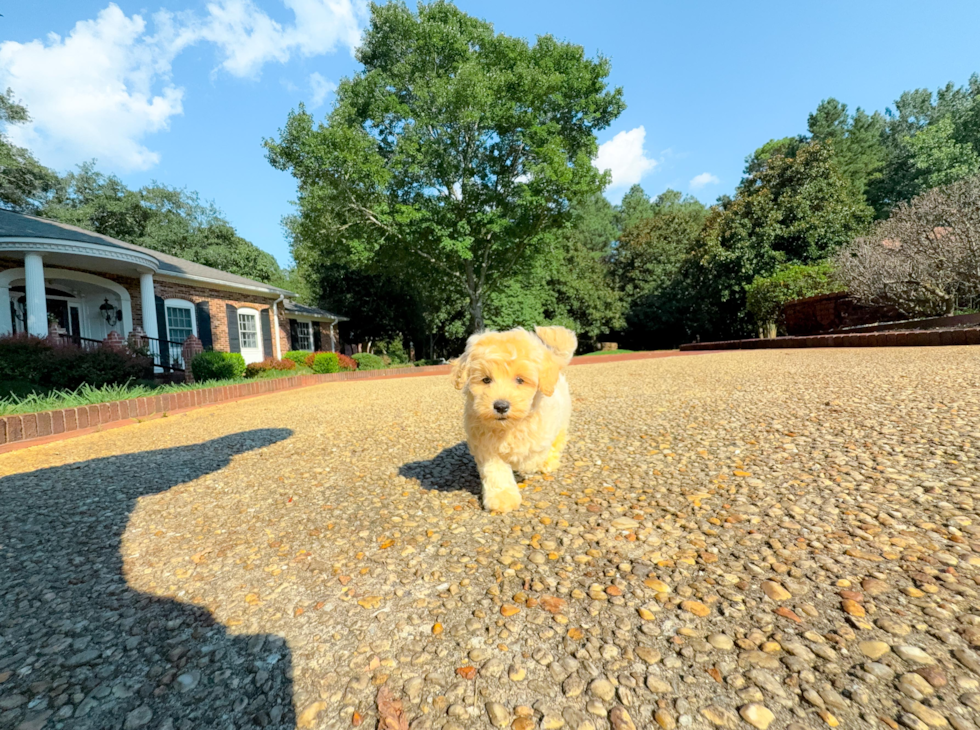 Cute Malt a Poo Poodle Mix Puppy